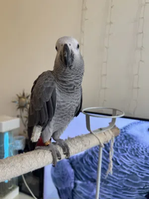 African Grey for sale