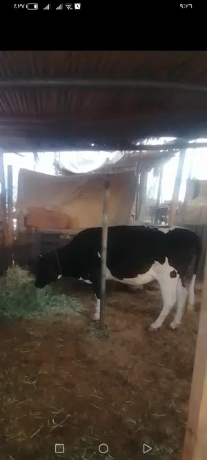 للبيع بقره مناح تو حايل