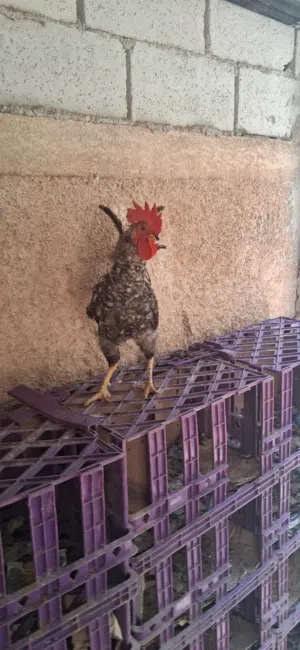 د يك بلدي لي البيع في المفرق