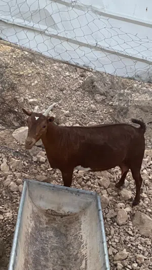 للبيع شاااه من الحلال الصلالي لون دبسي صغيرت سن ووثاني ولده الحين