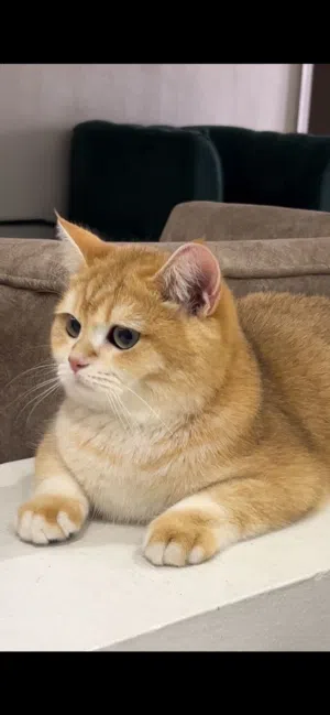 قط بريتيش للبيع (الوصف مهم)