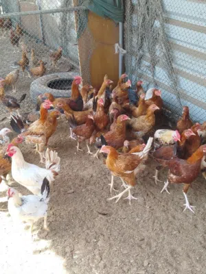 للبيع دجاج العين بوكرية