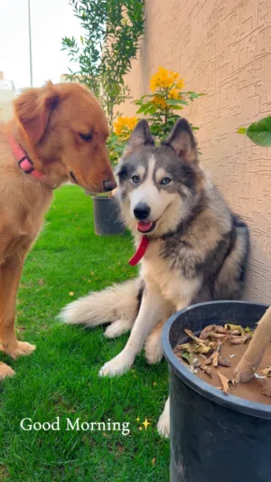 كلب هاسكي و جولدن ريتريفر للبيع