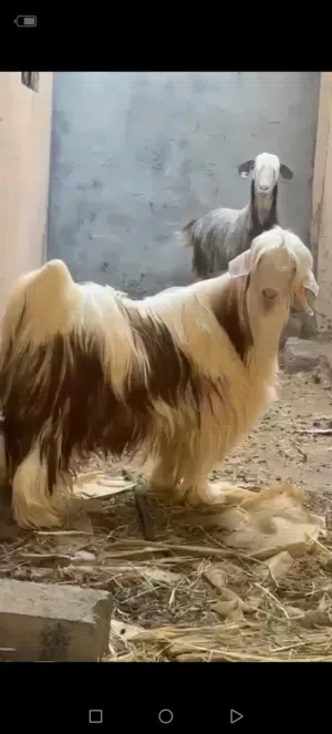 تيس من حلال رحوب للبيع
