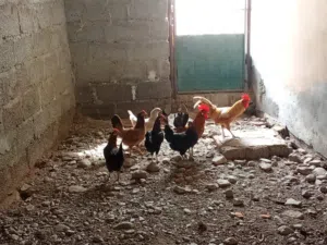 دجاج للبيع
