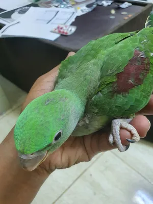 Nepali alexandor parrot 2.5 month old