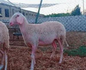 مطلوب نعجه عساف عشار او اولده