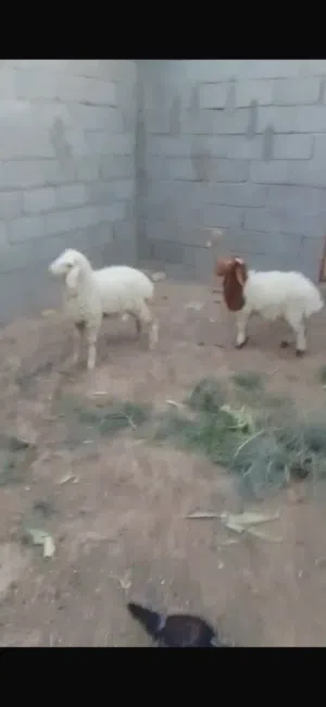 طليان للبيع فحل وانثى معلوفات كلشي ياكلن
