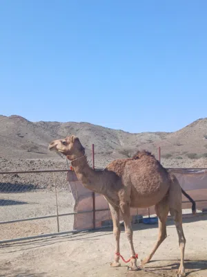 بكره محليه للبيع