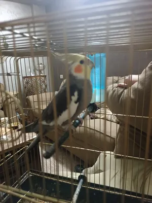 Parrots1