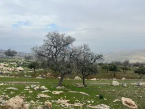 Farm Land for Sale in Zarqa Sarout