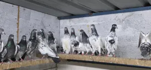 للبيع حمام باكستانيات ذكور إناث كراسات