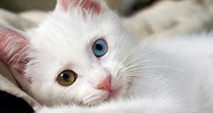 ‏أخرى‏2