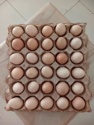 بيض بحريني  Bahraini Eggs