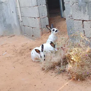 ارانب فراشة (الباندا)
