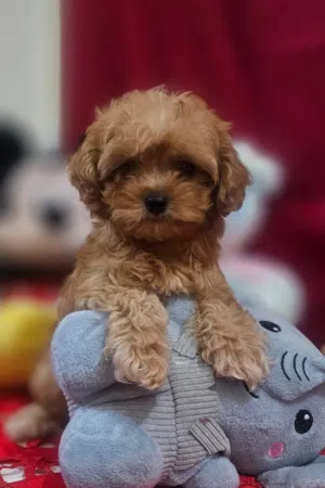 toy Maltipoo male