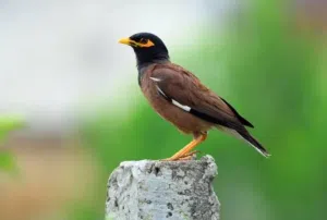 طيور  مينا