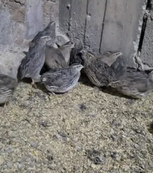 دجاج سمان للبيض والذبح طازج واحجام كبار