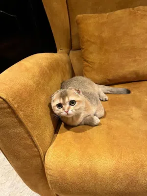 سكوتش فولد لون ny11