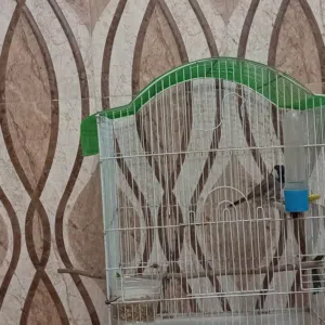 بلبل للبيع