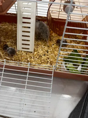 هامستر سوري معى فروخها اموره طيبه في منطقه اليحر الي صادق ويبيها يكلمني وشكراً.