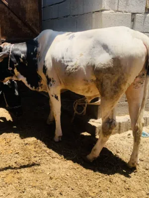عجل سمين وحلو معلوف براسه سعره 2,500 مكاني بصره شط ألعرب الكباسي