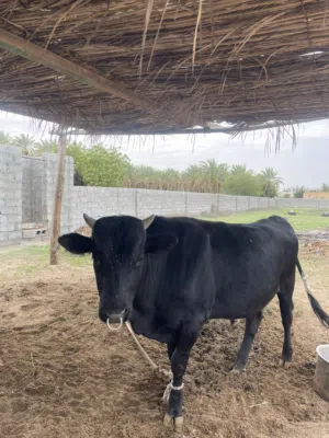 عجل نمساوي للبيع مطعوم