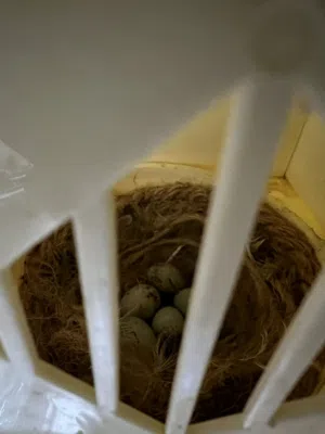 كوبية قلستر مصوقره