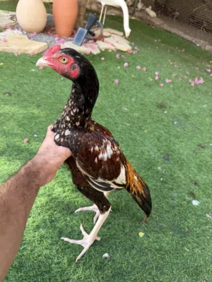 بتشو بنجابي نسل عالمي