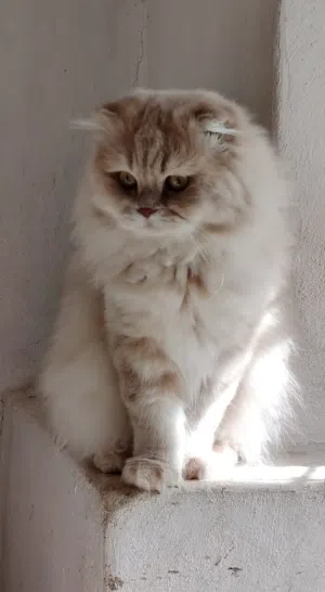 قطط مميزه من السلالات الرائعه