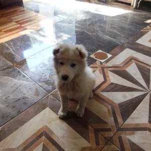 كلب أليف جداً لون أبيض