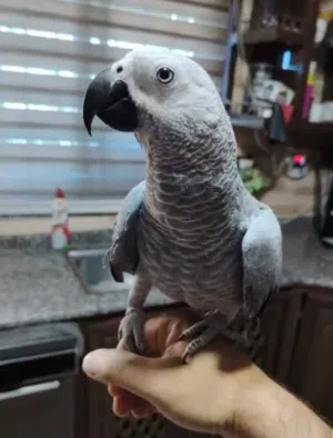 كاسكو مميز