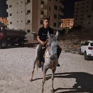 براء محمد سليمان جليل