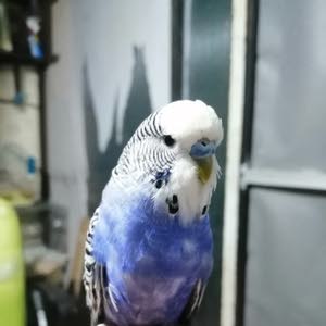 ابوعمر Omar