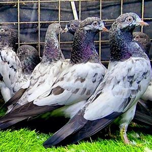  abu saif abu dhabi high flying pigeons