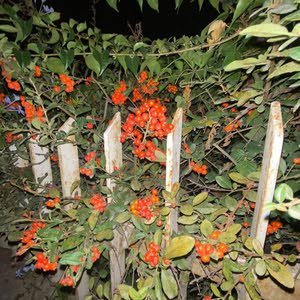صهيب الرياحنه