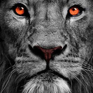  SAIF