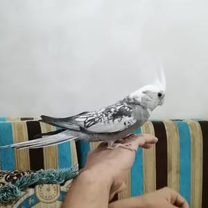  love birds