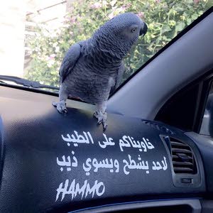  KhAleed Hammo