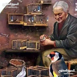 احمد احمد