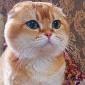  member161541212211 نسرين عميرة