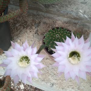قيس بديع عباس