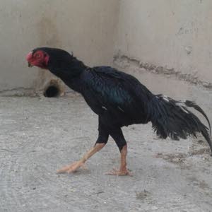  ابو عدي عقرباوي