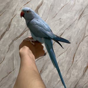 مشعل