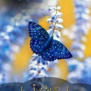  عايش العواملة