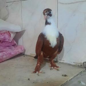  alaa Alaa