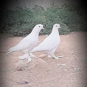  abbas