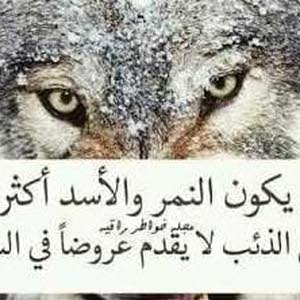 انس الديب