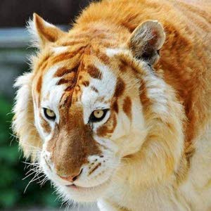 خالد
