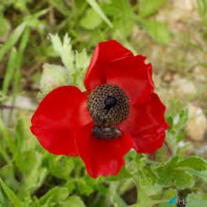 عبد الرحمن أبو سفاقة